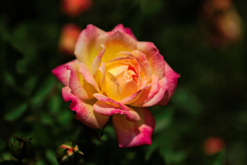 Closeup of a yellow pink rose