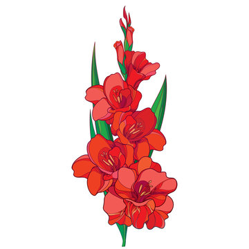 Chervil clip art preview