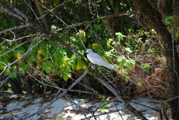 Seychelles