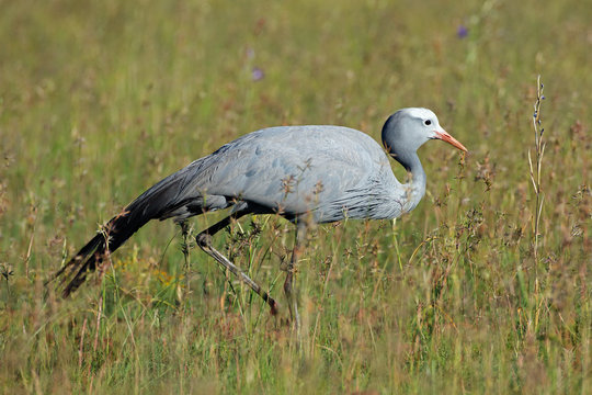 An endangered blue crane (Anthropoides paradisea) walking in grassland, South Africa.