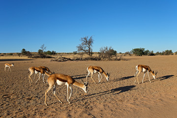 A herd of springbok antelopes (Antidorcas marsupialis) in desert landscape, Kalahari, South Africa.