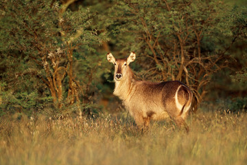 Waterbuck antelope (Kobus ellipsiprymnus) in late afternoon light, South Africa.