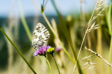 Butterfly in Grass