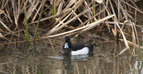 Macho de porrón moñudo (Aythya fuligula)