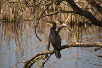 Cormorán Grande (Phalacrocorax )