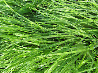 Fresh Green Grass with Rain Drops