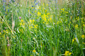 Green grass stem growing outdoors