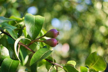 Pears growing on a branch with green leaves in the garden outdoors