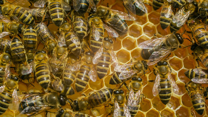 Close up view of the working bees on honey cells. Working bees on honeycomb. Bees on honeycombs