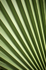 palm leaf - detail