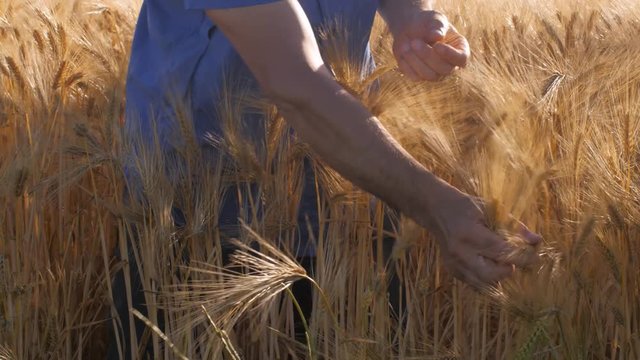Un agriculteur dans ses champs de c&eacute;r&eacute;ales contr&ocirc;lant leurs croissance