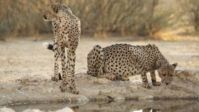 Alert cheetahs (Acinonyx jubatus) at a waterhole, Kalahari desert, South Africa