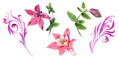 Wildflower aquilegia flower in a watercolor style isolated.