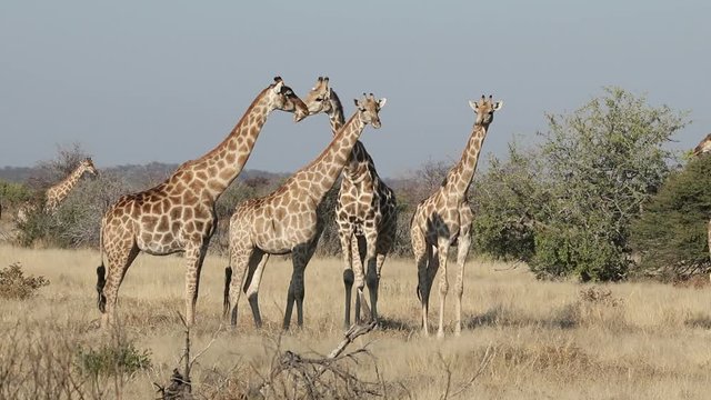Giraffes (Giraffa camelopardalis) in natural habitat, Etosha National Park, Namibia
