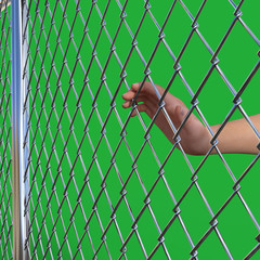 WireFence Chain Link Fence Green Back
