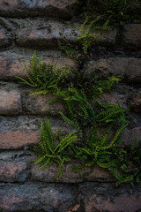 Natural background with brick wall