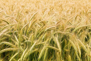 Partly ripened grains in a field - closeup