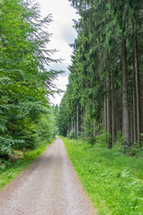 Waldweg in einen wunderschönen Wald