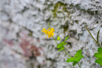 Glistnik jaskolcze ziele (Chelidonium majus) greater celandine