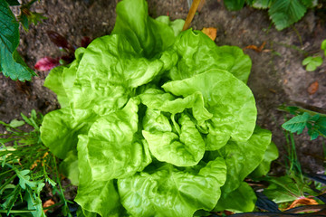 Close up from a fresh green salad