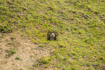 gopher on the grass in norco is watching