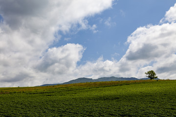 夏の畑と空