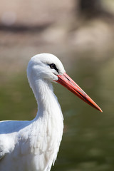 White stork - Ciconia ciconia - in profile. Wild bird nature image with copy space