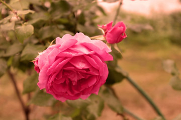 Pink rose in the sunlights. Vintage style
