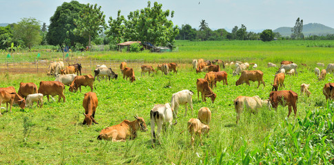 Cow herd is eating grass in green field Thailand.