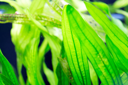 Aquarium plants - Vallisneria gigantea and Vallisneria spiralis