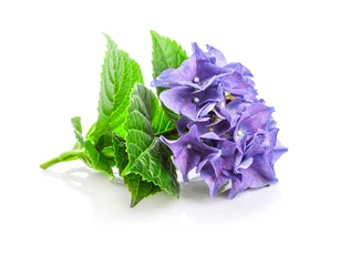 Papier Peint photo autocollant Hortensia Branch blue hydrangea with green leaf. Bunch flower, isolated