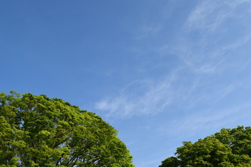 新緑と青空
