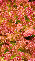 Close up from a fresh salad