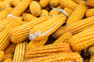 Many mature corn