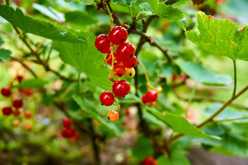 Single shrub of red currants in foreground