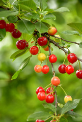 Red cherries on a branch just before harvest in early summer