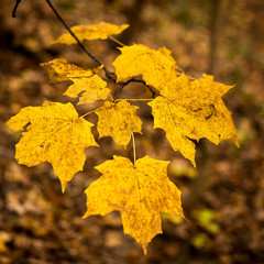 Fall Maple