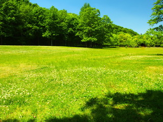 Obraz premium シロツメクサ茂る草原と林風景