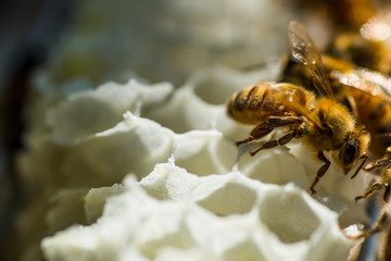 Italian Honey Bees