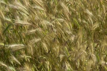  Field grass