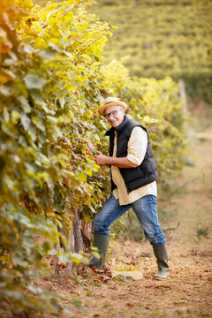 winemaker harvest the grape at his vineyard.