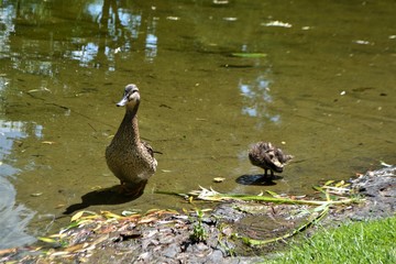Enten