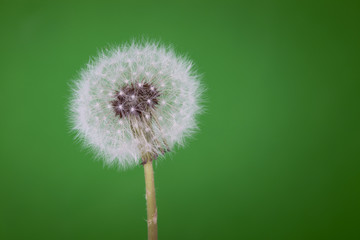 Close-up shoot of a dandelion in green background.