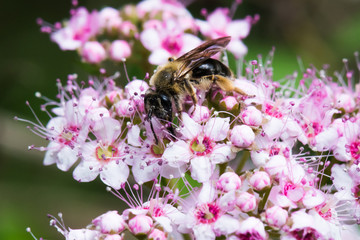Bee