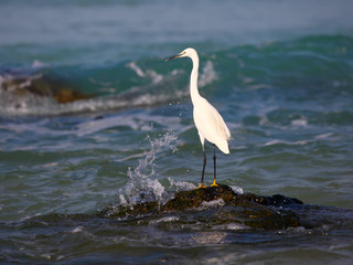 A White Heron stands on an rock by the sea looking for prey