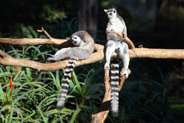 Two Tailed lemurs  (Lemur catta) sitting on a branch