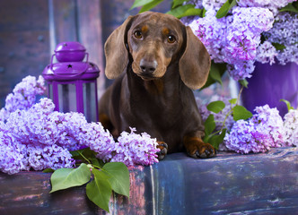 Dachshund in lilac flowers