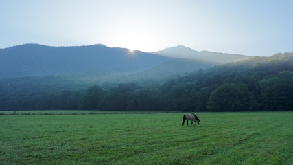 Fototapeta na wymiar The first rays of the sun illuminate a foggy clearing with grazing horses. Caucasus. Russia. The Caucasian reserve. Cordon Guzeripl