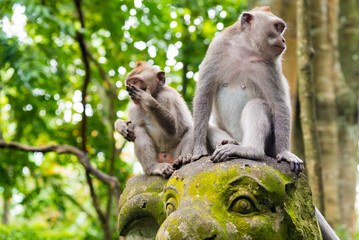 Naklejka na ściany i meble Macaque monkeys at Monkey Forest, Bali, Indonesia