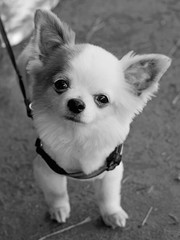 Cute little dog